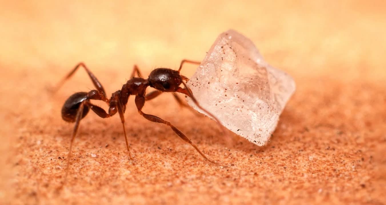 Image of a Sugar ant with a grain of sugar