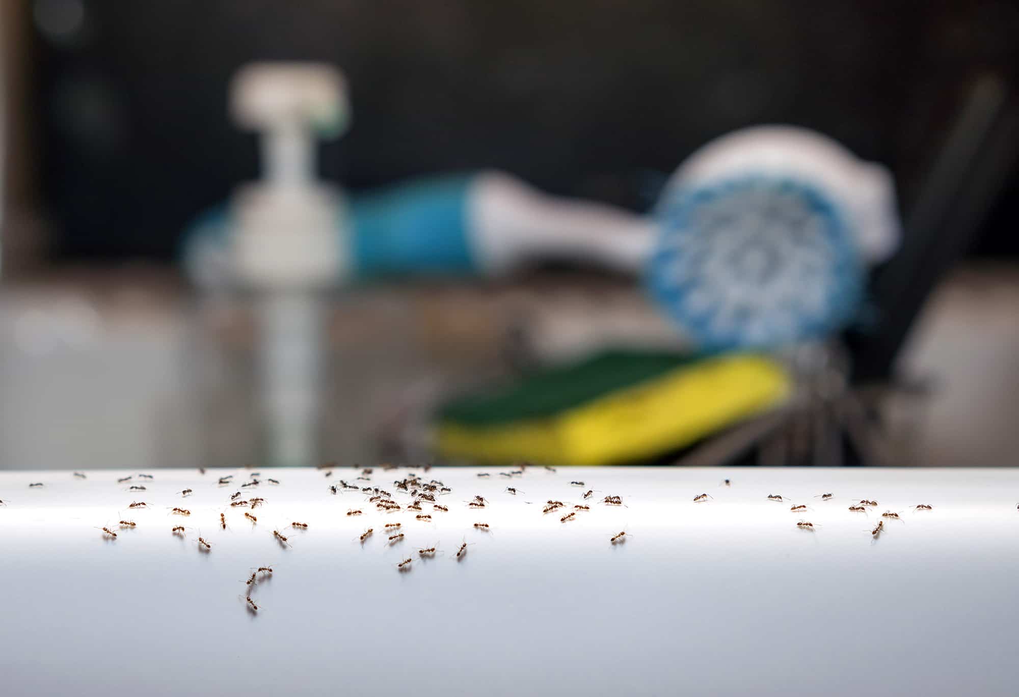 Image of ants in the kitchen sink