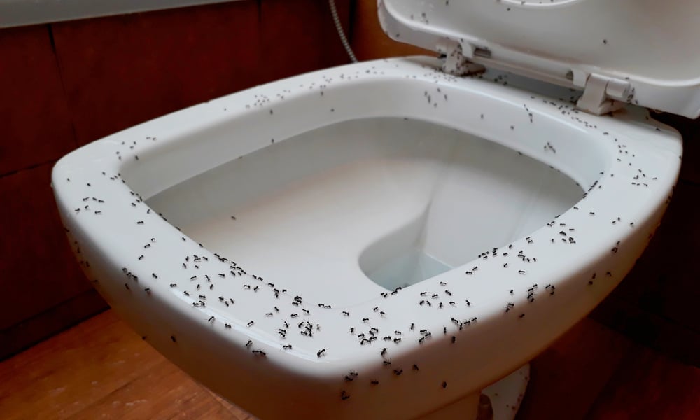 Image of Ants in the Bathroom toilet