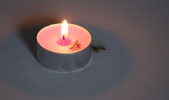 Image of Killing gnats with a candle