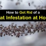 How to Get Rid of Gnats in house and kitchen