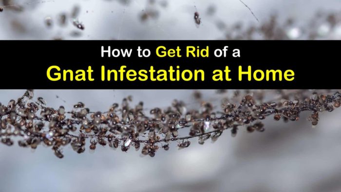 How To Get Rid Of Gnats In House Bathroom Homeimprovementzine Com   Gnat Infestation T1 E1657242325239 