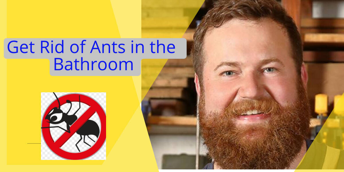 How to Get Rid of Ants in Bathroom? DIY Steps Recommended by Experts